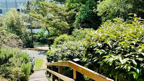 Una escala de fusta que baixa a un jardí amb vegetació abundant i un edifici al fons.
