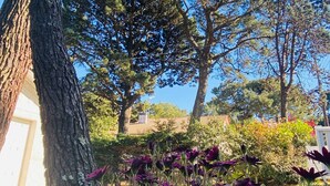 Um jardim com árvores e flores roxas.