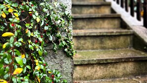 Eine steinerne Treppe mit Metallgeländer, umgeben von Grünpflanzen und Herbstlaub.