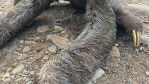 Un bradipo seduto su un terreno roccioso con vegetazione verde sullo sfondo.