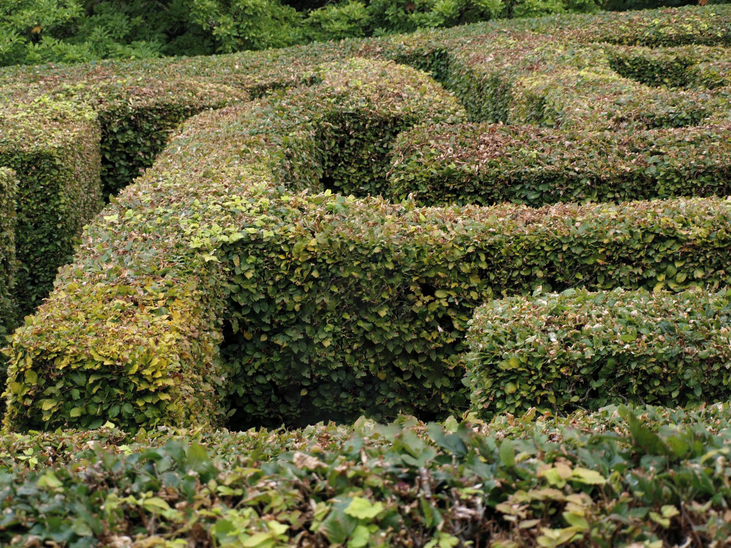 A hedge maze with neatly trimmed hedges.