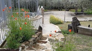 A garden with a stone pathway, a metal fence, and various plants including poppies.