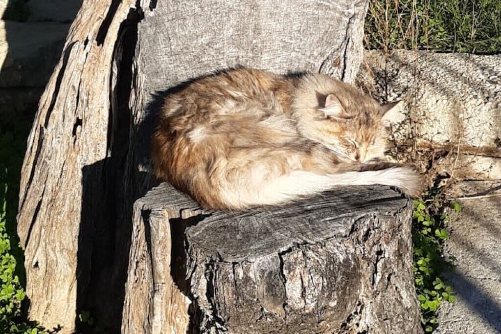 Un chat qui dort sur un tronc d'arbre.
