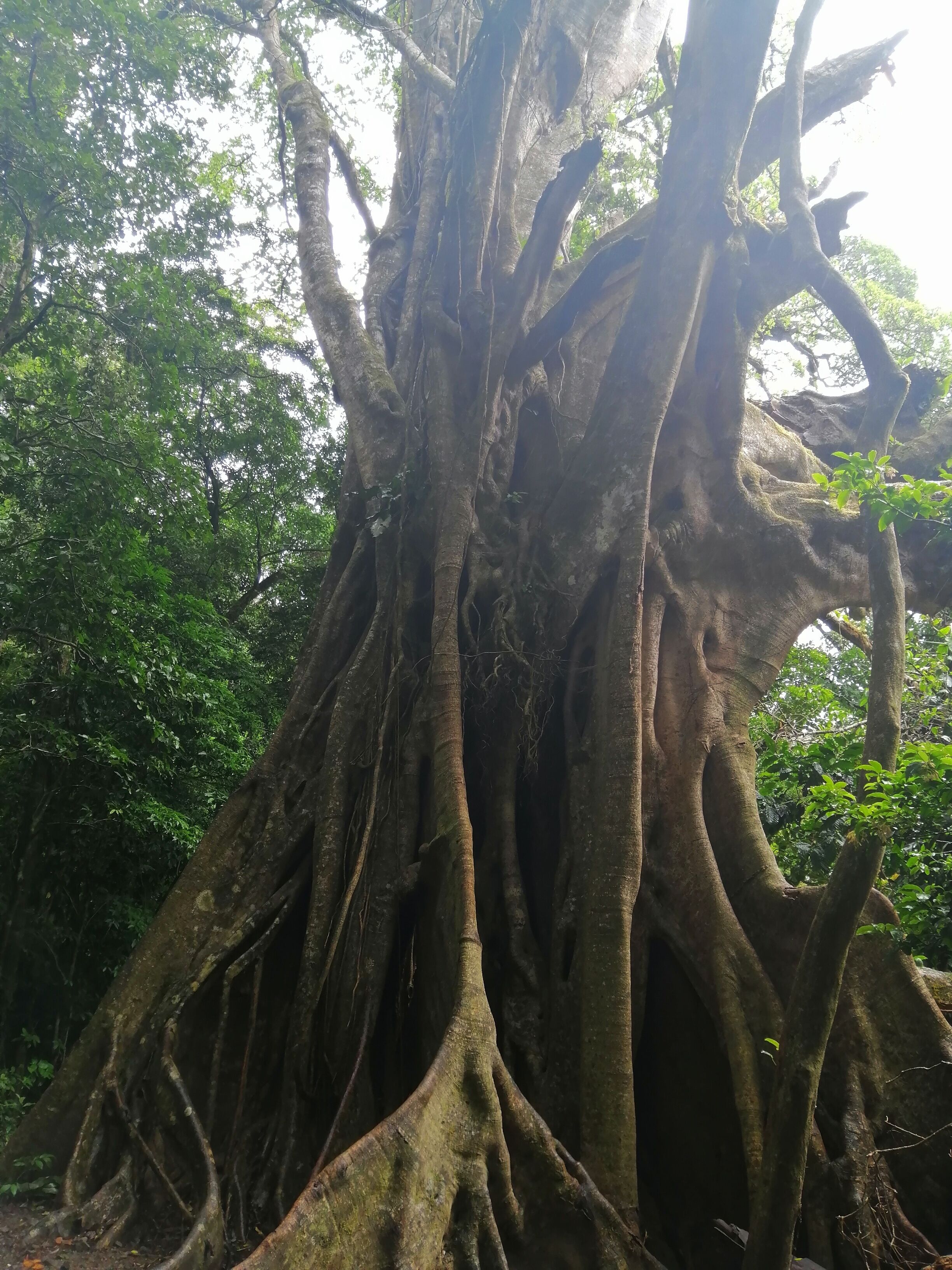 Un árbol grande con raíces muy extendidas.