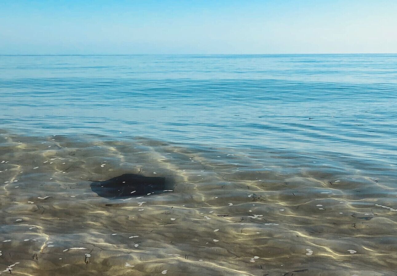 Vista despejada de una playa con aguas poco profundas y un objeto oscuro parcialmente sumergido.