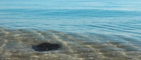 Ubicación a pie de playa, tumbonas y toallas de playa