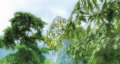 Amornkeeree Khao Sok Camping