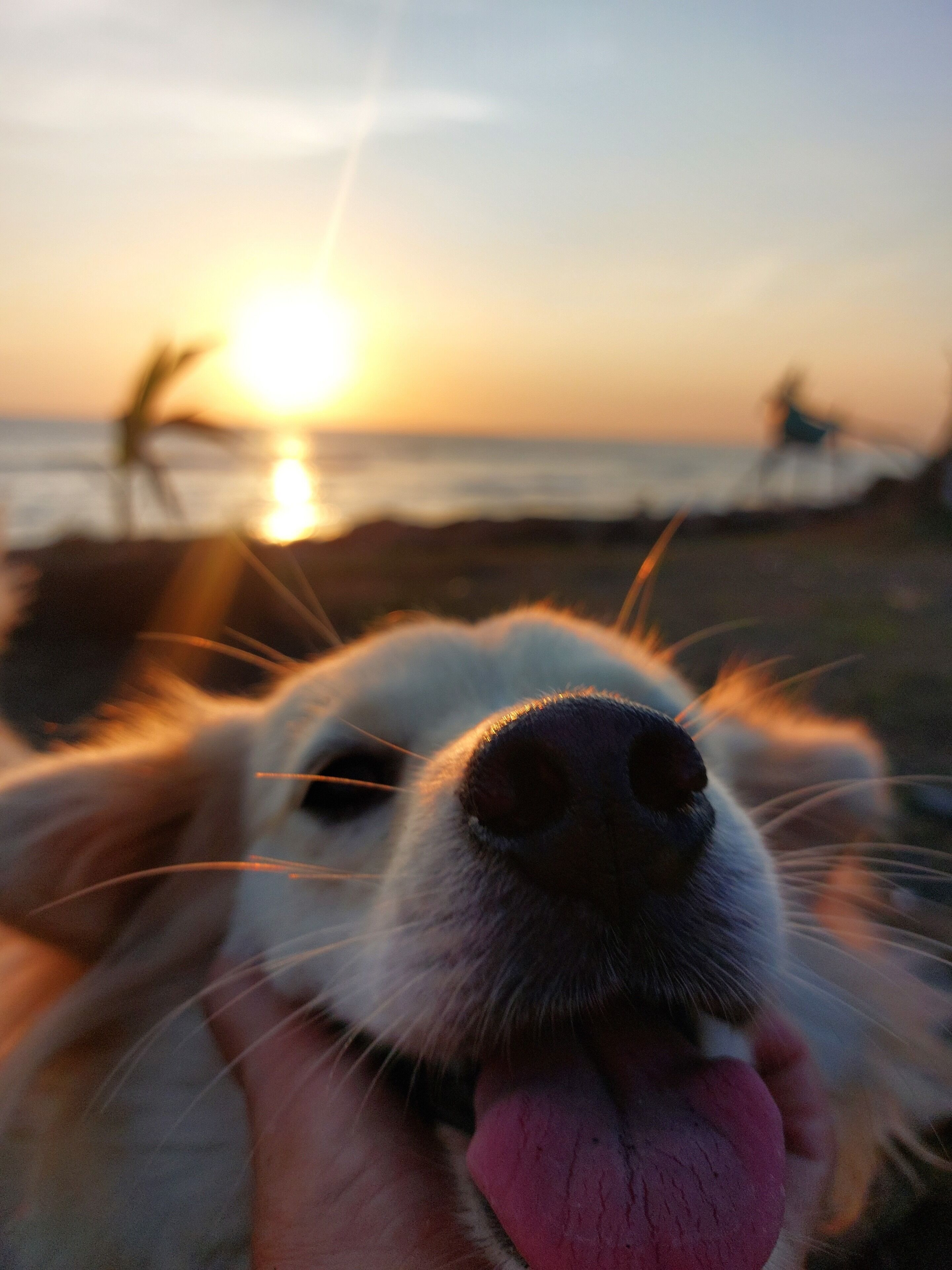 A close-up of a dog's nose and mouth, with a blurred sunset and beach in the background.