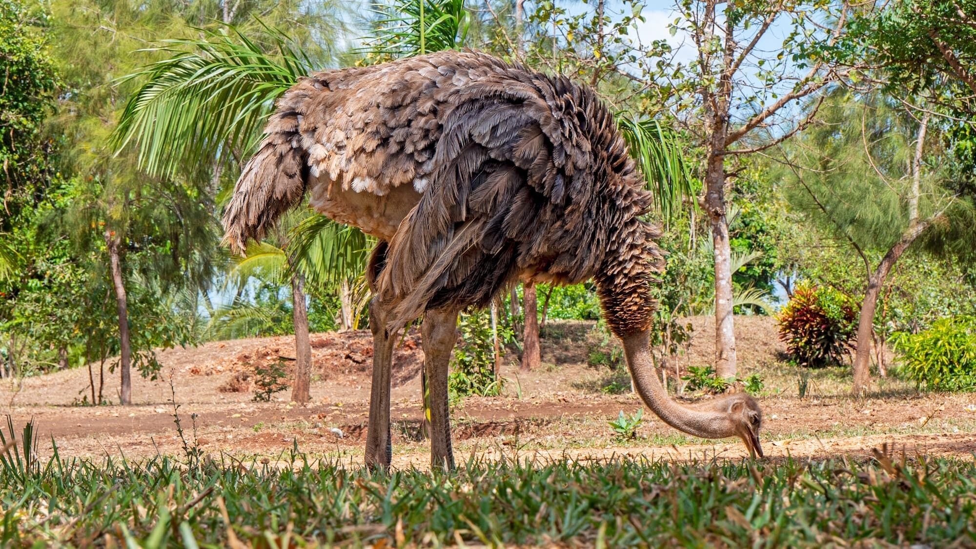 An ostrich in a natural setting with trees and grass.