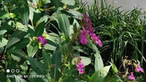A natural landscape with a body of water, green foliage, and pink flowers.