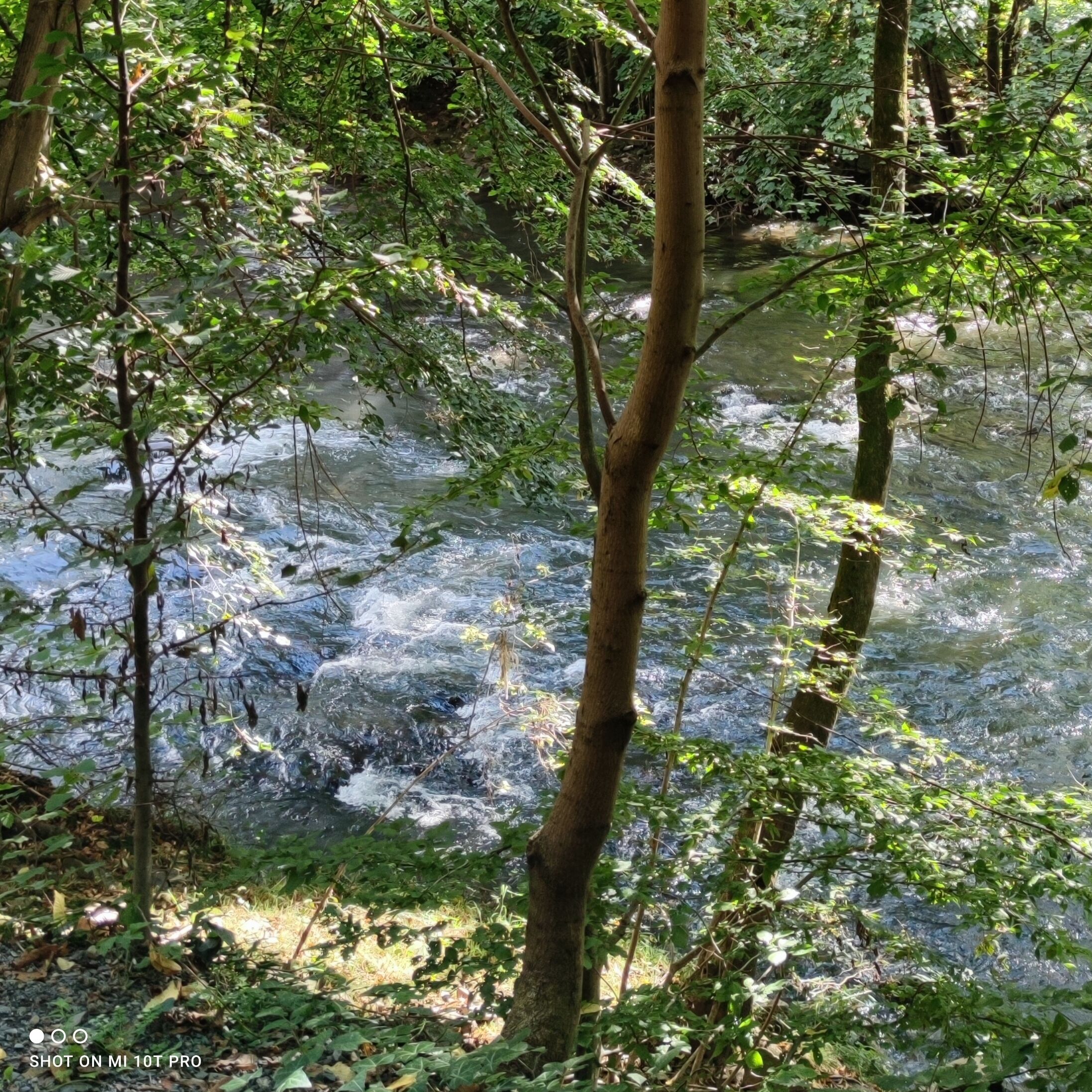 Un área boscosa con un arroyo serpenteante.
