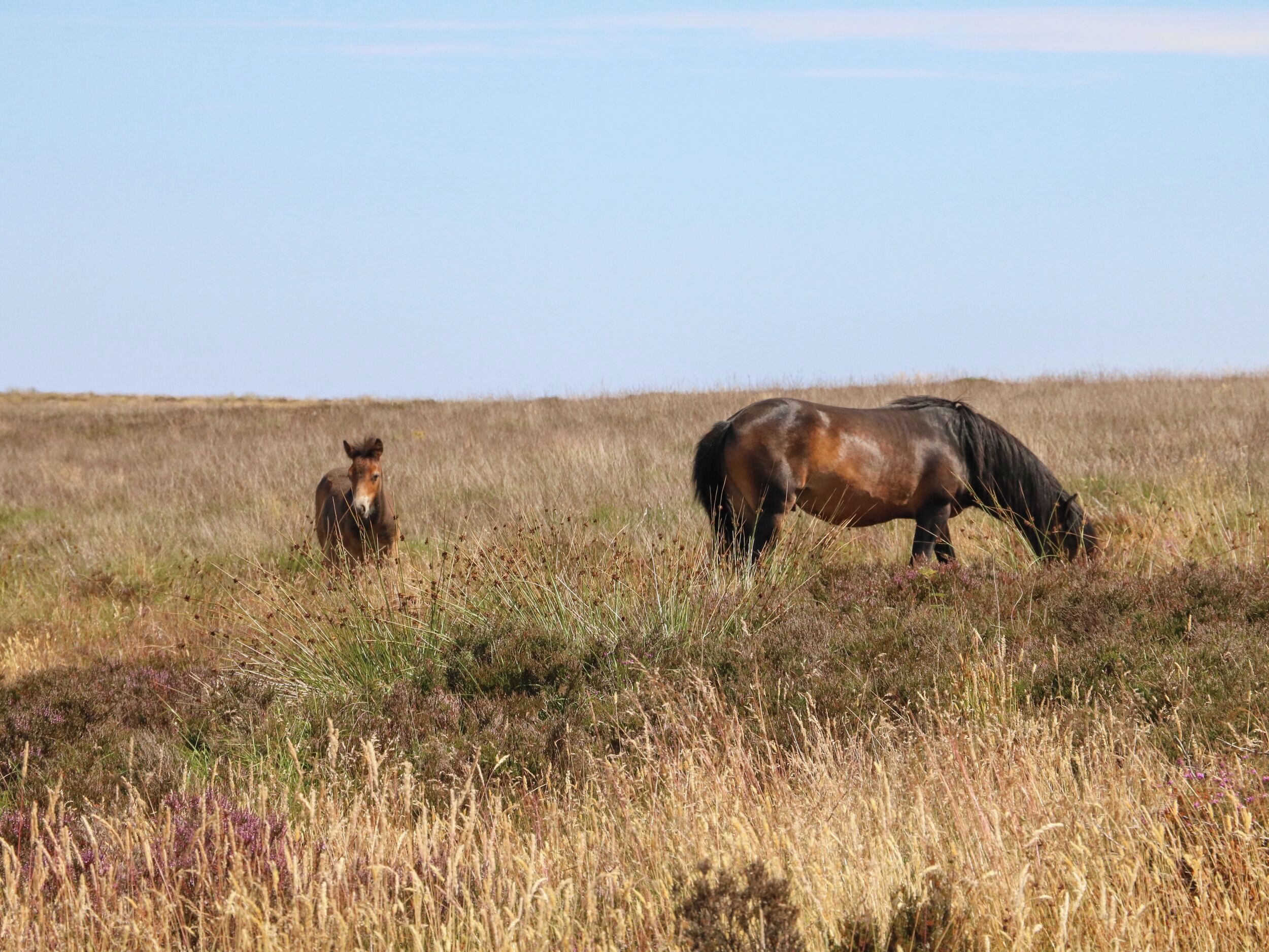A horse grazing in a field with a clear sky.