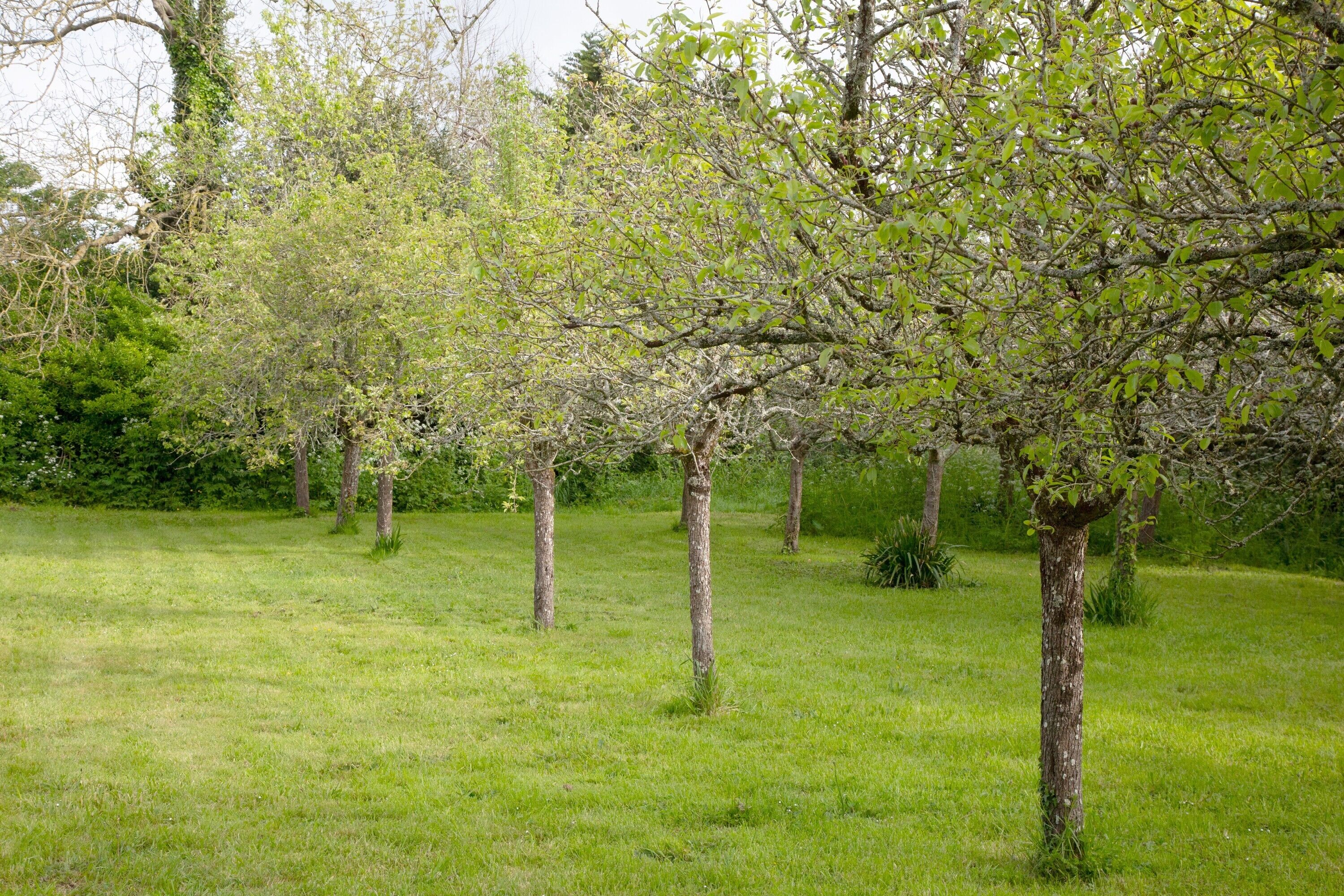 Un campo cubierto de césped con varios árboles.