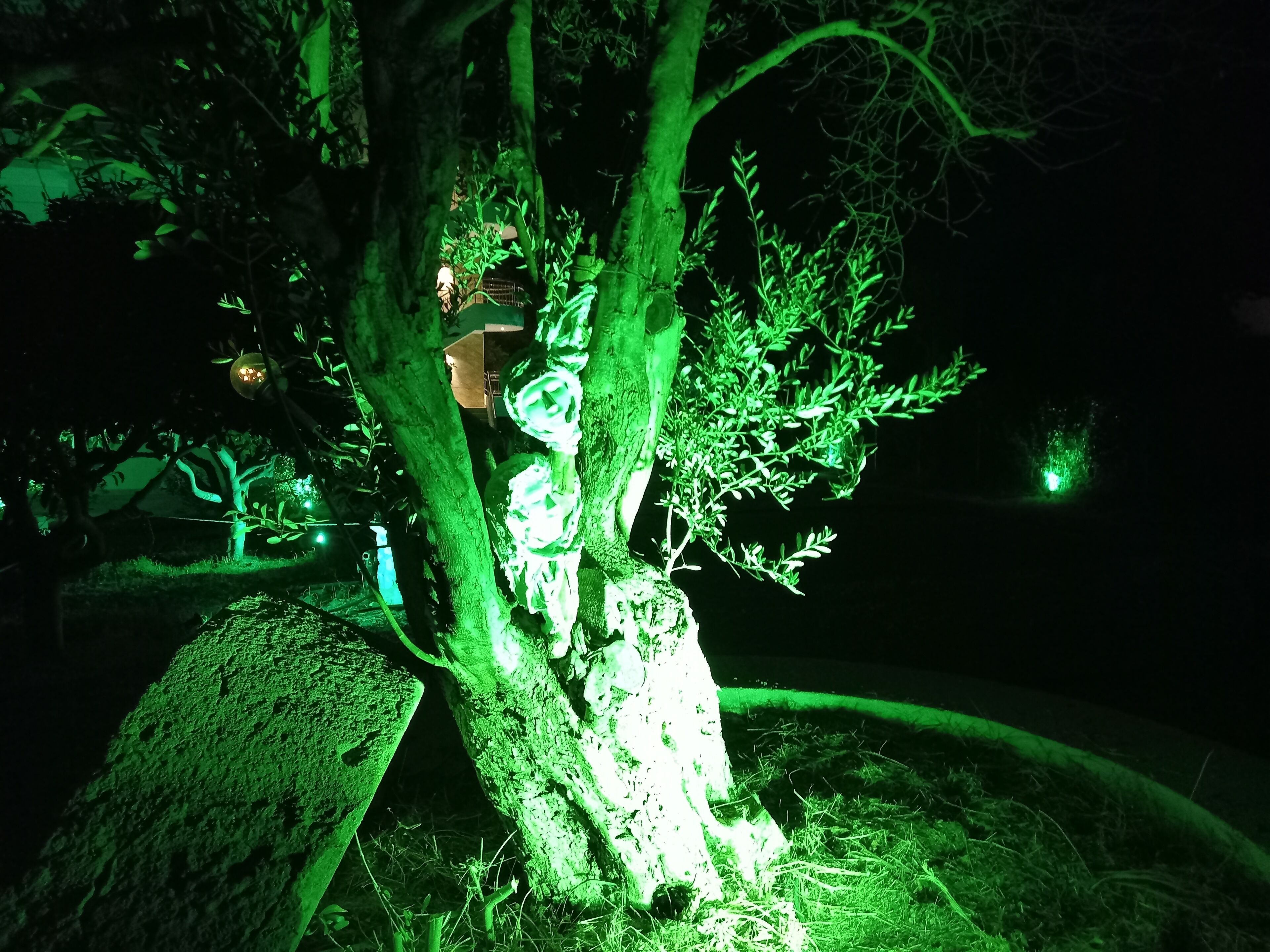 A tree with a green light illuminating its branches and trunk.