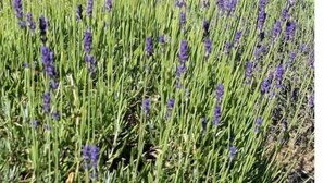 A field of lavender with a red house in the background. - Lavender Farm Private Luxury Suite (South Kingstown)