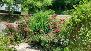 Un jardin avec un chemin de gravier, des arbustes verts et des fleurs roses.