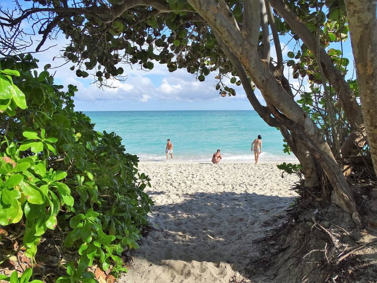 Una playa con gente, árboles y una vista despejada del océano.