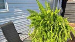 A patio with a metal table and two chairs, a large green fern plant, and a house with white siding in the background.