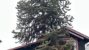 A small building with a red-framed window and a large tree in front. - Quelen Austral (Hualaihué)