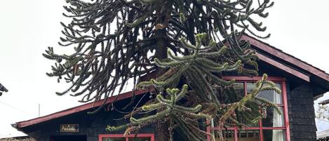 Un edificio pequeño con un marco rojo en la ventana y un árbol grande al frente.