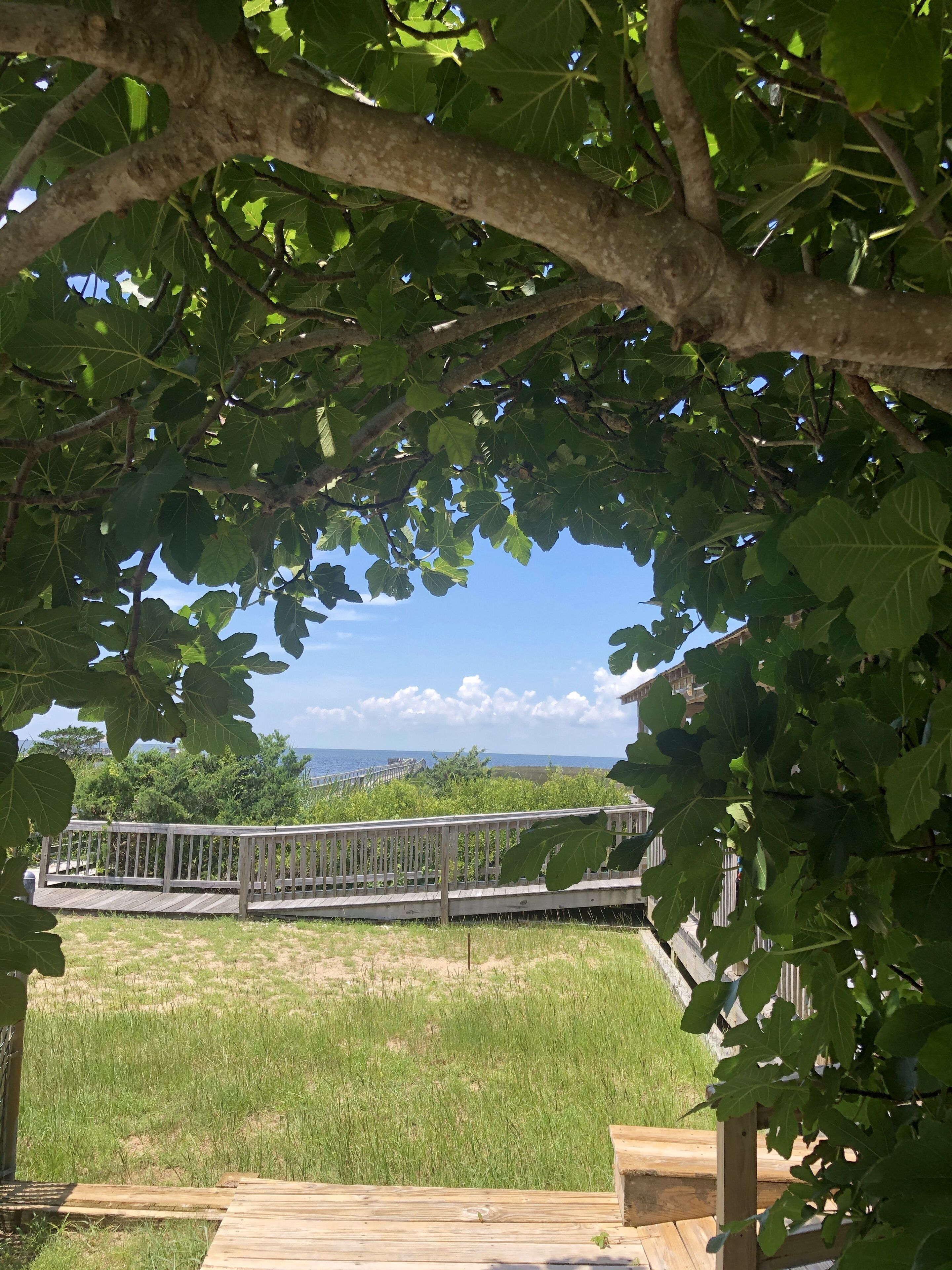 Terrain de l’hébergement 