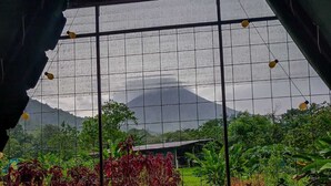 Vista a través de una ventana de malla metálica con marco de metal, suelo de baldosas y un jardín con diversas plantas.