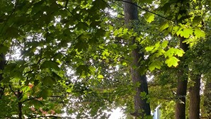 Eine von Bäumen gesäumte Straße mit parkenden Autos und Gebäuden im Hintergrund.
