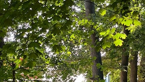 A tree-lined street with parked cars and buildings in the background.