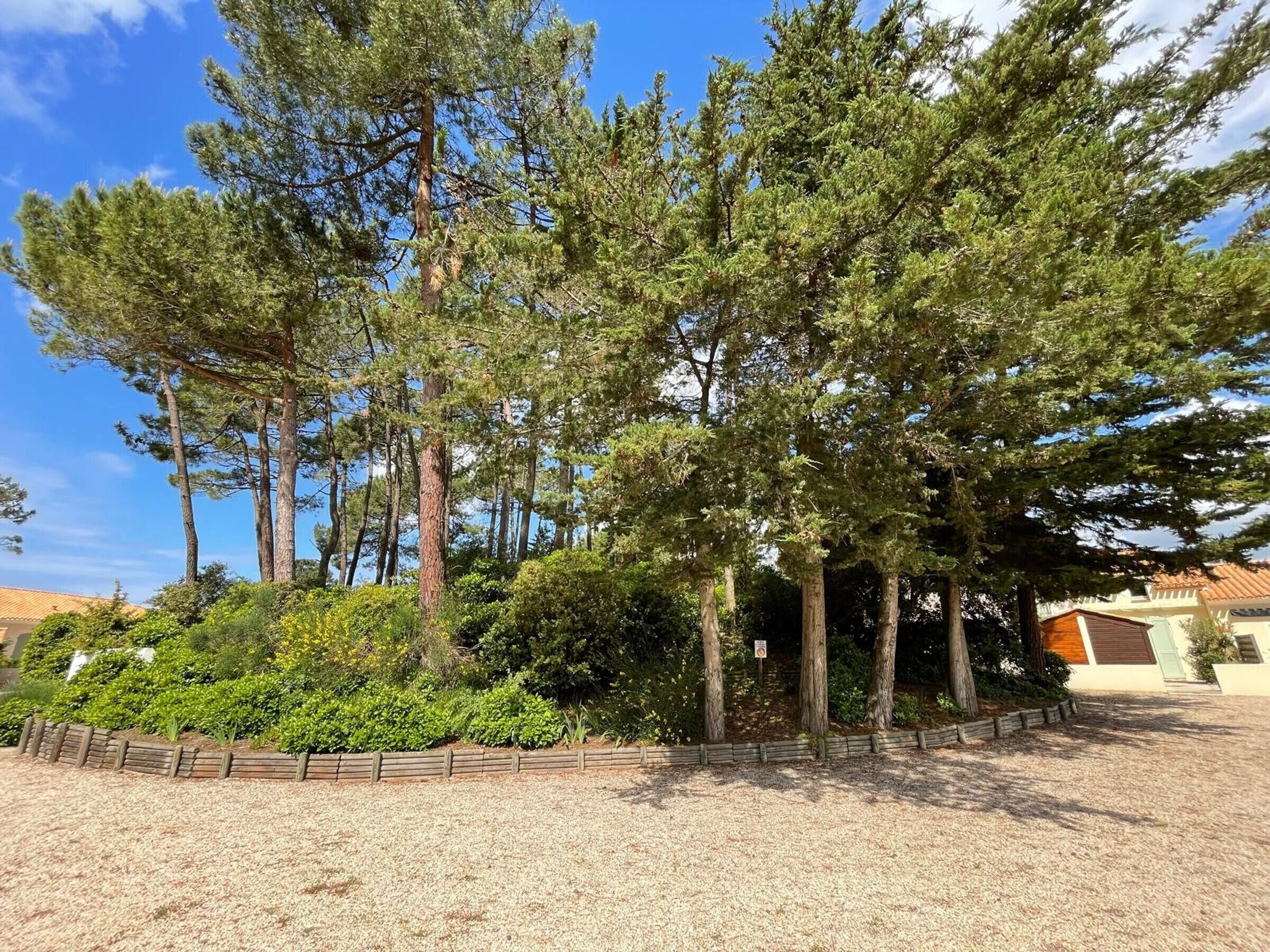 Une cour bordée de grands pins, avec un chemin de gravier et une clôture en bois.