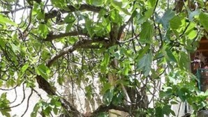 Une ruelle étroite bordée d’un bâtiment en pierre rustique, d’une porte en bois et d’un arbre aux feuilles vertes.
