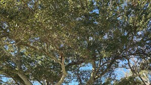 Ein großer Baum mit dickem Stamm und dichtem Laub, umgeben von einer Rasenfläche und einem grünen Zaun.