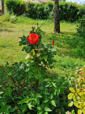 Detalle del exterior