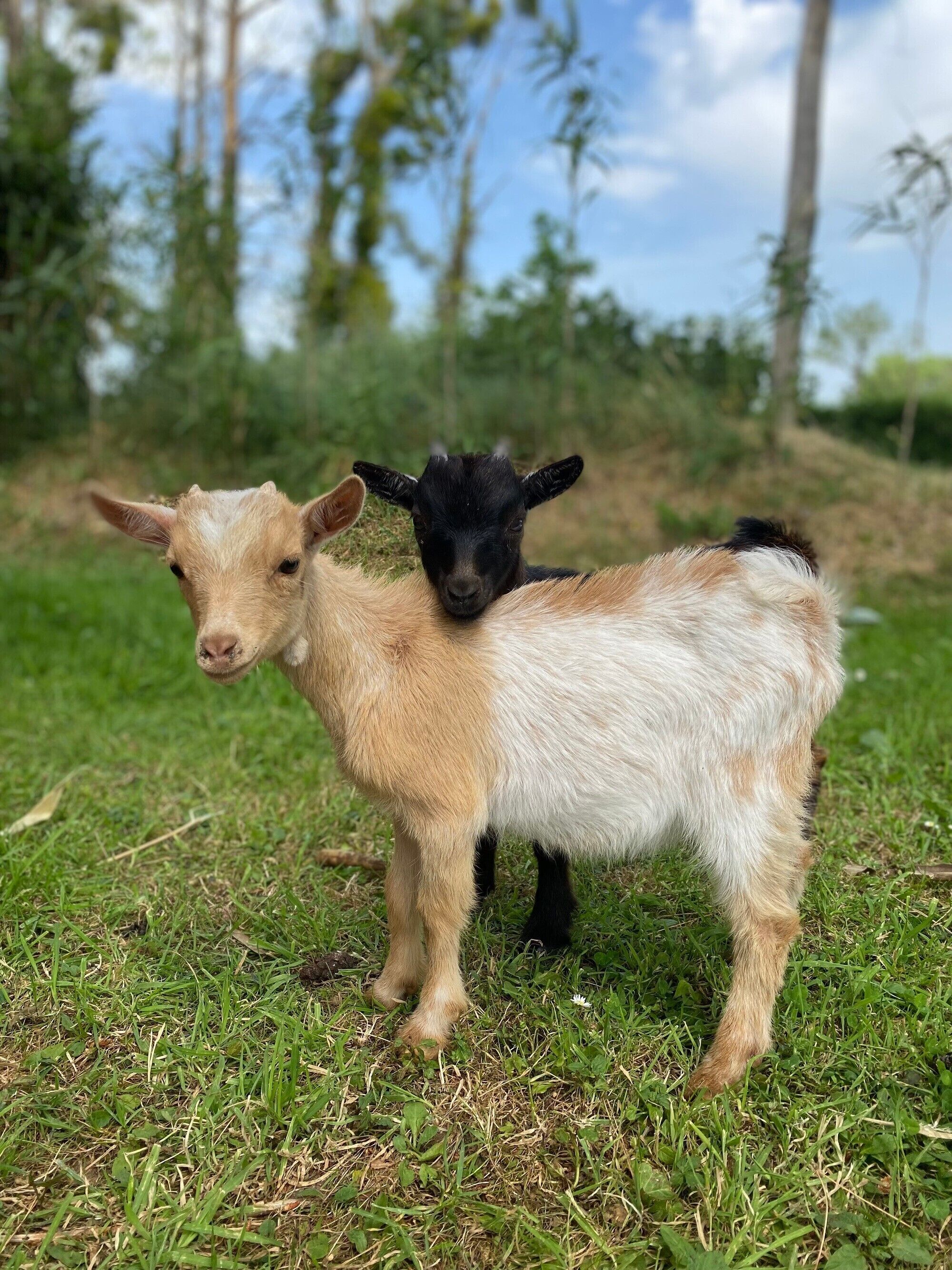 Zwei Ziegen stehen auf einer Wiese, im Hintergrund sind Bäume zu sehen.