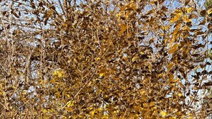 A tree with yellow leaves in a garden area with a pool. - Auberge des Cascades  (Imouzzer Ida Ou Tanane)