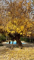 Un árbol con hojas amarillas en un jardín con piscina.