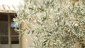 A potted olive tree in a courtyard with a building in the background. - Finca Rural Ideal Familia CON Mascota CON Jardin, Alberca BBQ Y Parking Privado (Sant Romà d'Abella)