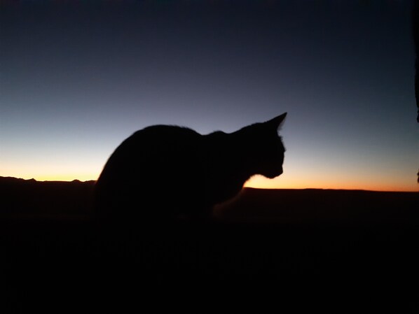 La silhouette d’un chat se détachant sur le ciel au coucher du soleil.