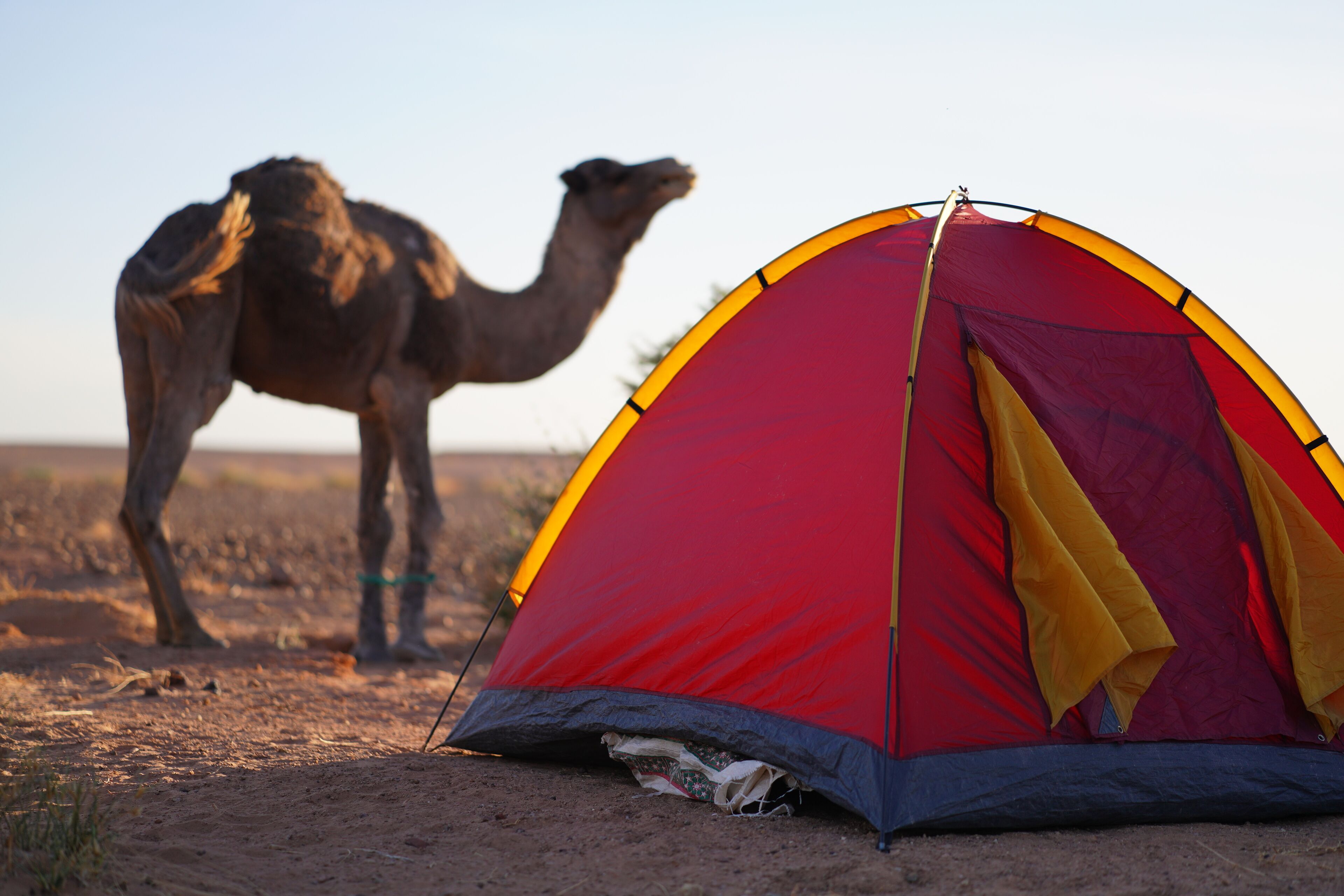 Una carpa roja y amarilla instalada sobre un terreno de tierra, con un camello al fondo.