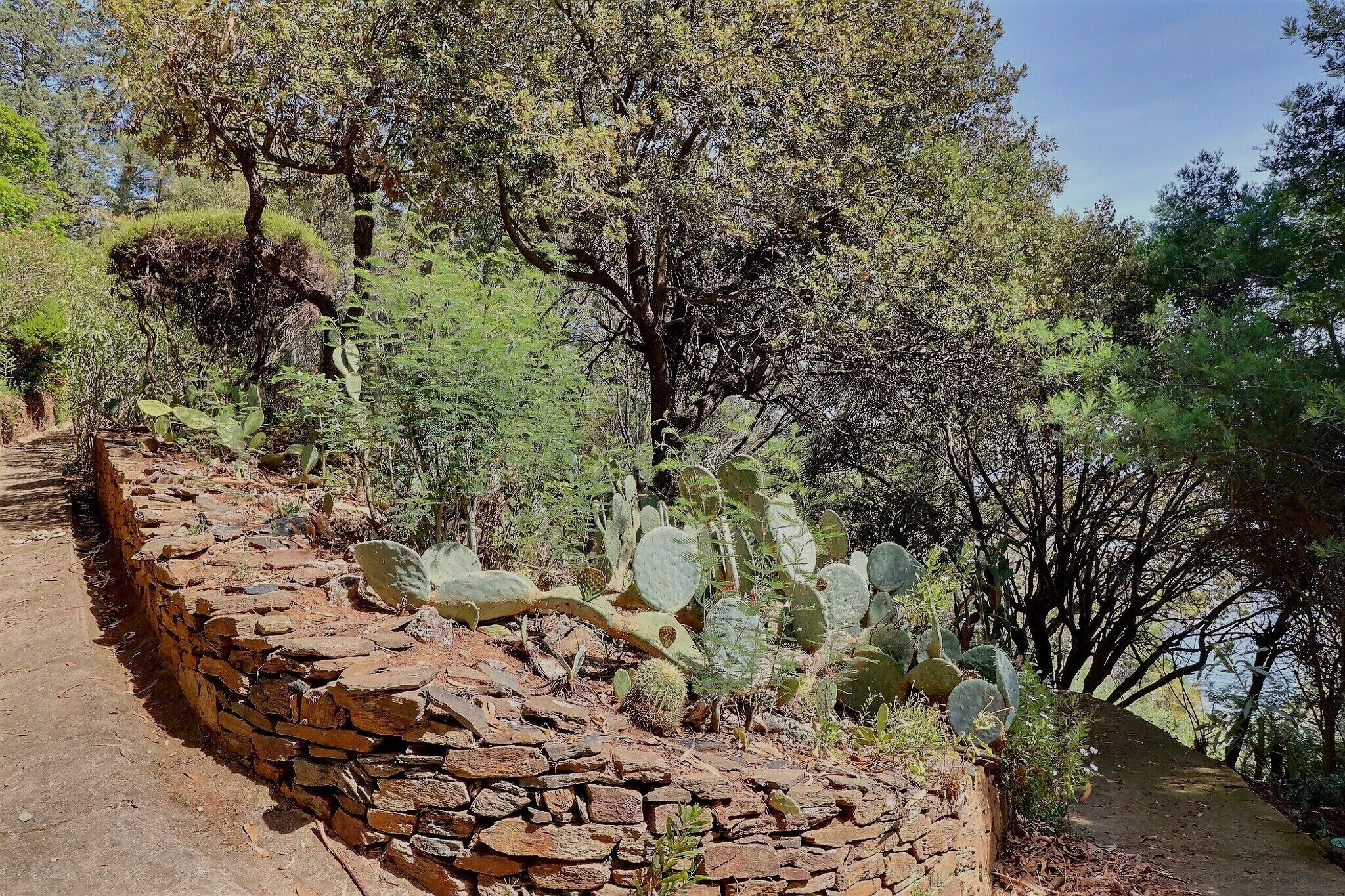 A stone wall with a cactus garden and trees.