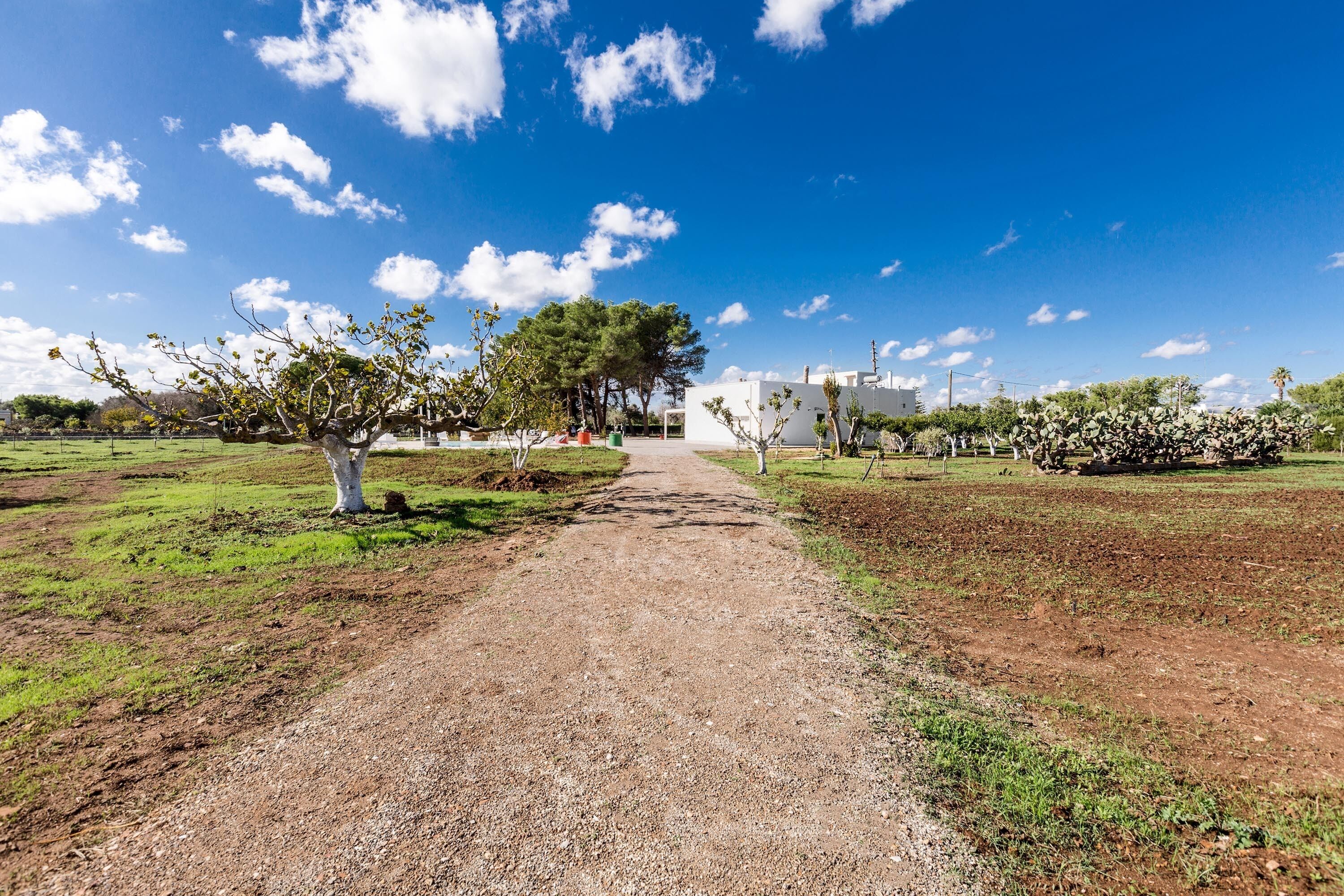 A gravel path leading to a building with a white facade and a large tree in the center.