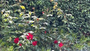A garden with dense foliage and red flowers, a wooden cross structure, and a window in the background. - Barraconu (Porto-Vecchio)