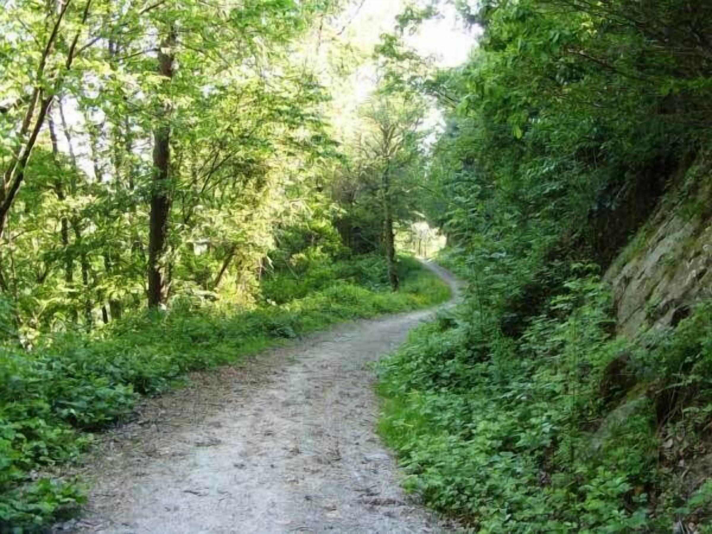 Un sentier étroit et sinueux, bordé de terre, qui traverse une forêt dense, avec de grands arbres et une végétation luxuriante de chaque côté.
