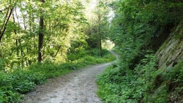 Un sentier étroit et sinueux, bordé de terre, qui traverse une forêt dense, avec de grands arbres et une végétation luxuriante de chaque côté.