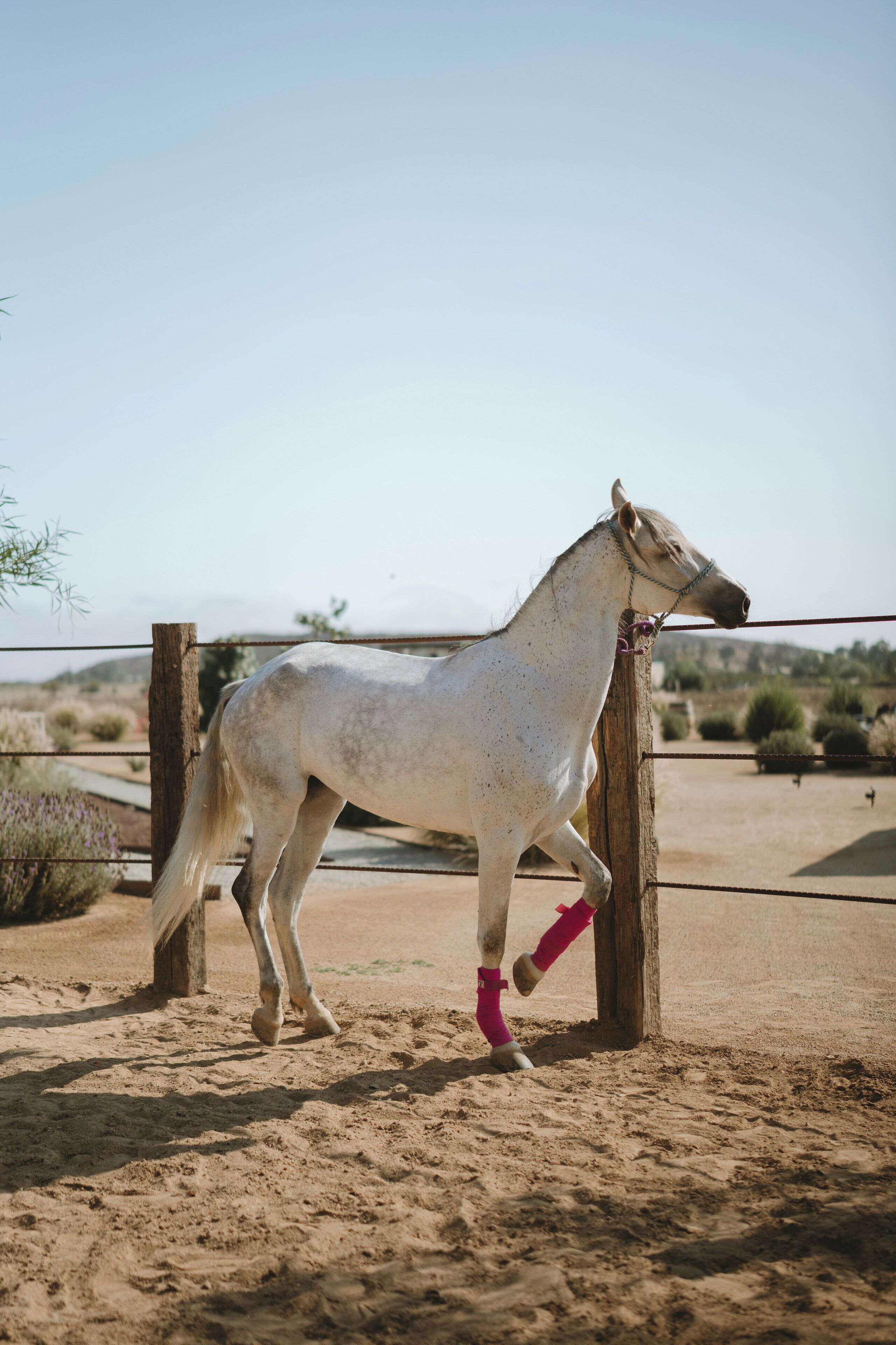 A white horse with pink leg wraps standing next to a wooden fence in a sandy outdoor area.