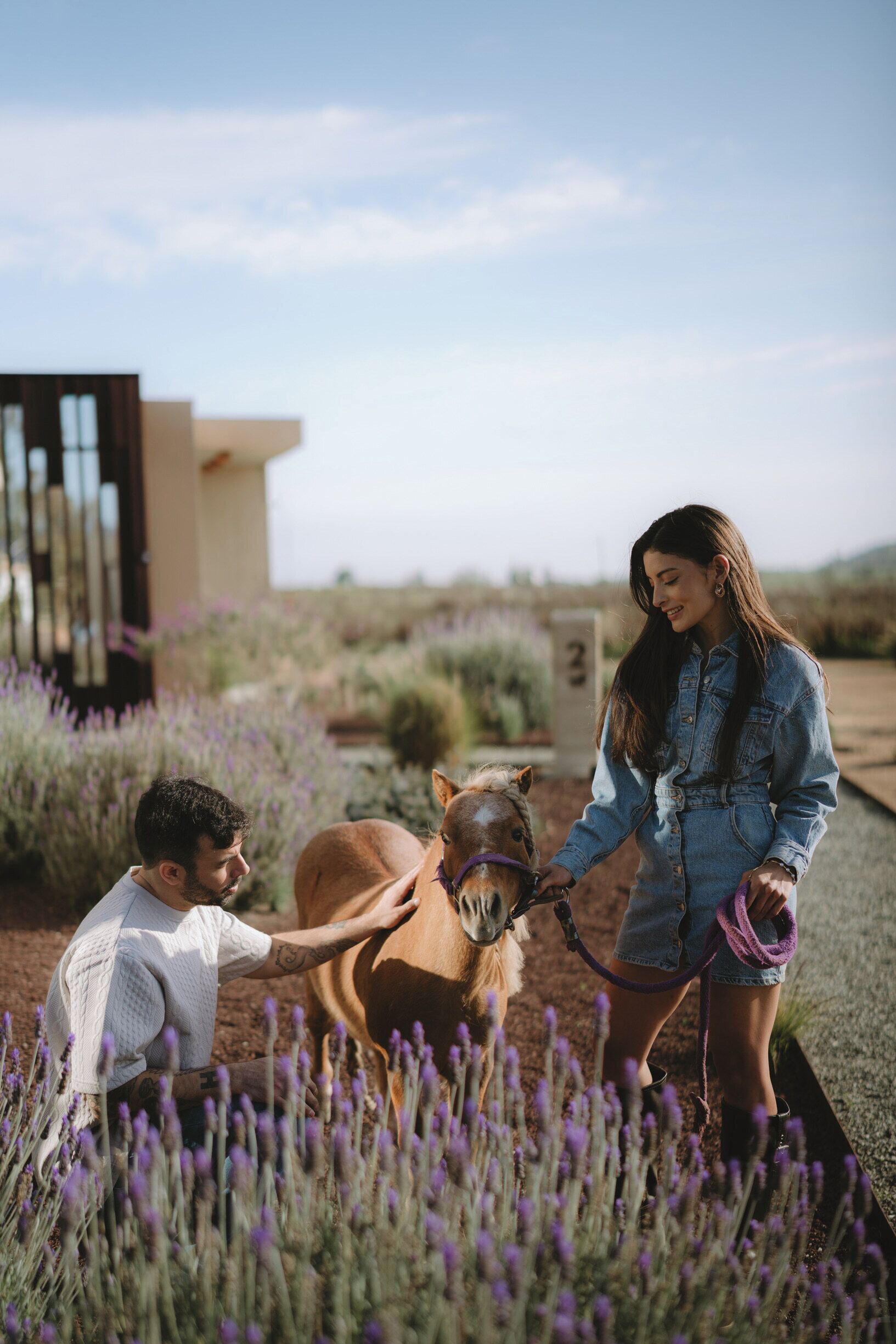 A person interacting with a horse in a field with lavender plants.