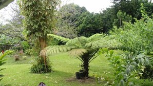 A lush garden with various plants and trees, including a prominent fern and a large tree with a thick trunk.