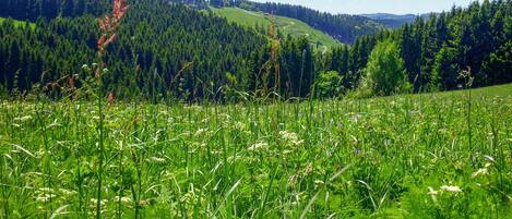 A lush green field with tall grasses and wildflowers, a forested hill in the background, and a clear blue sky.
