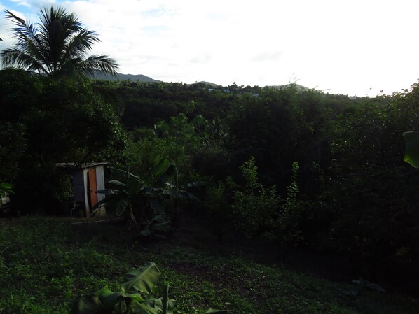 A small, single-story building with a sloped roof, surrounded by dense tropical vegetation and a palm tree.
