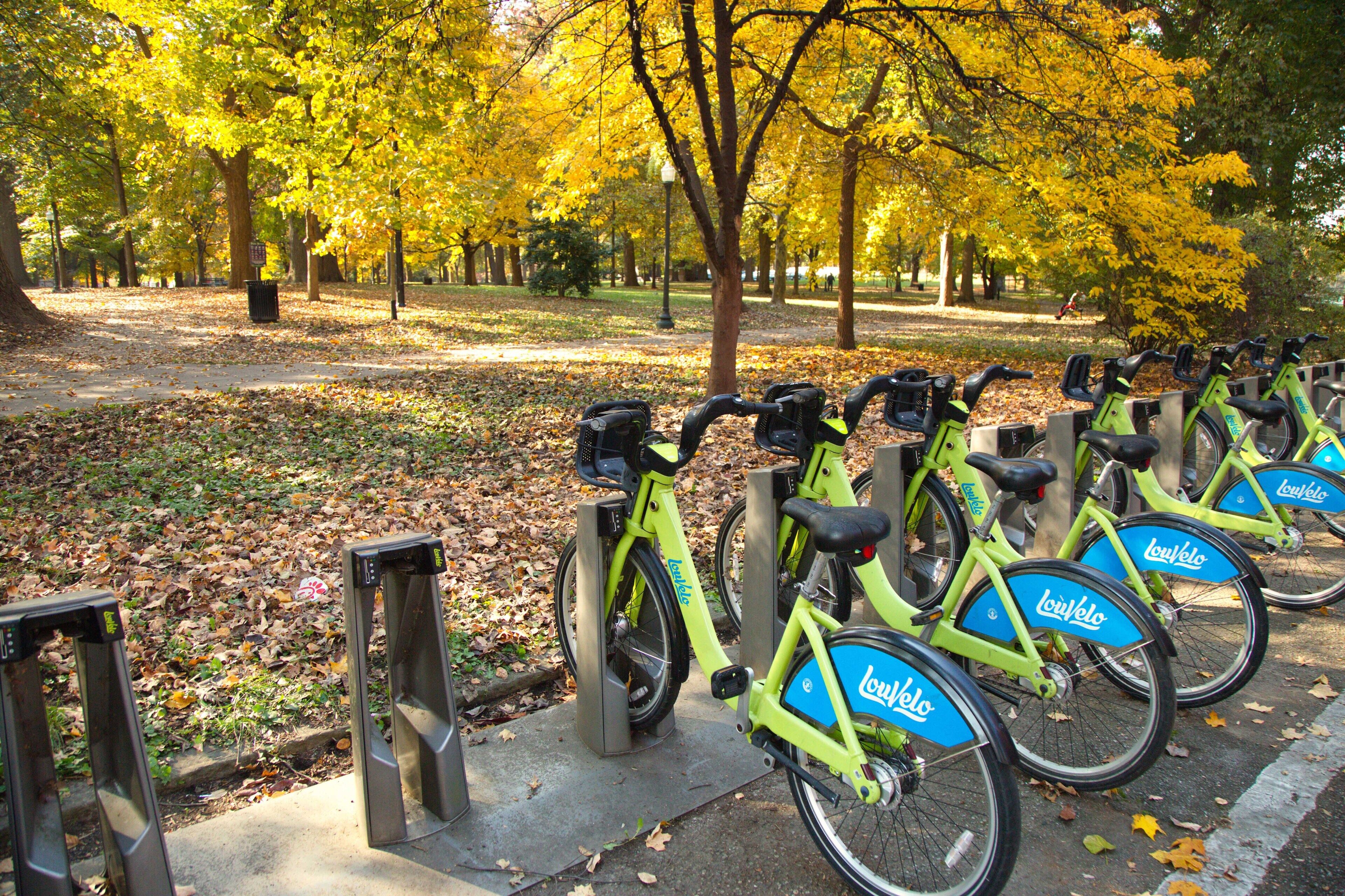 A row of bicycles parked in a row, with a park in the background.