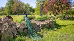 A peacock in a garden with a stone wall and a metal archway. - Holiday home "Rosen" with terrace and garden in an idyllic location - relax and unwind! (Gelting)